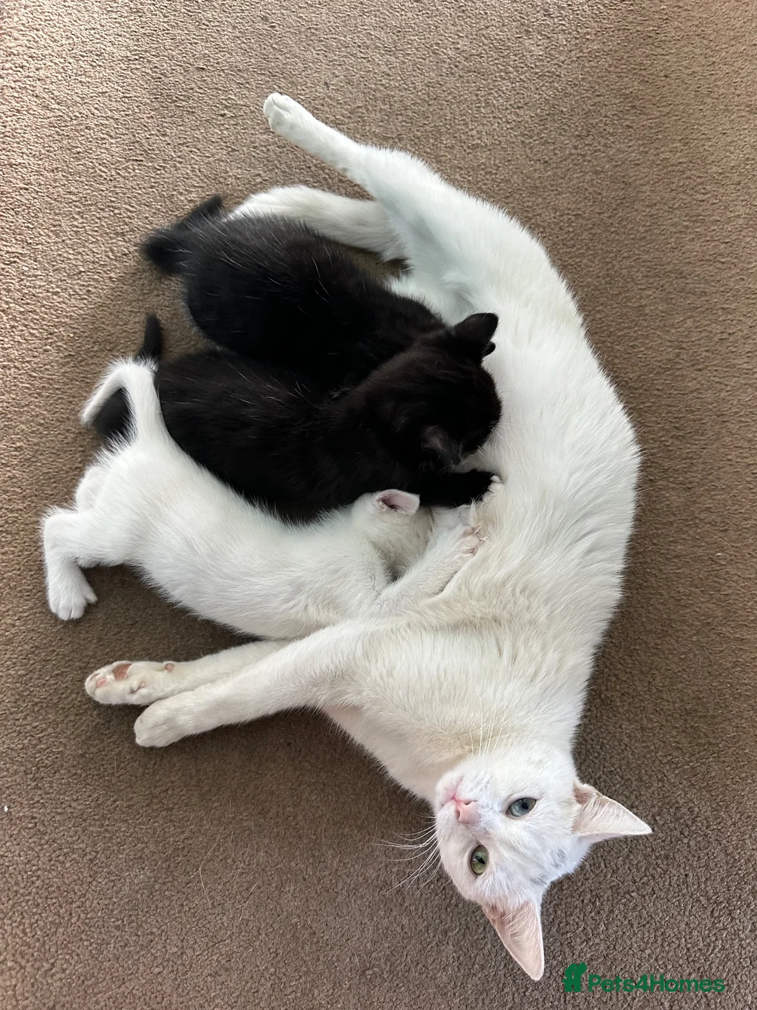 Mixed Breed cats for sale: Male Kittens  - Advert 1