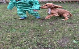 Cocker Spaniel dogs for sale: Working cocker spaniels puppies  - Image 27