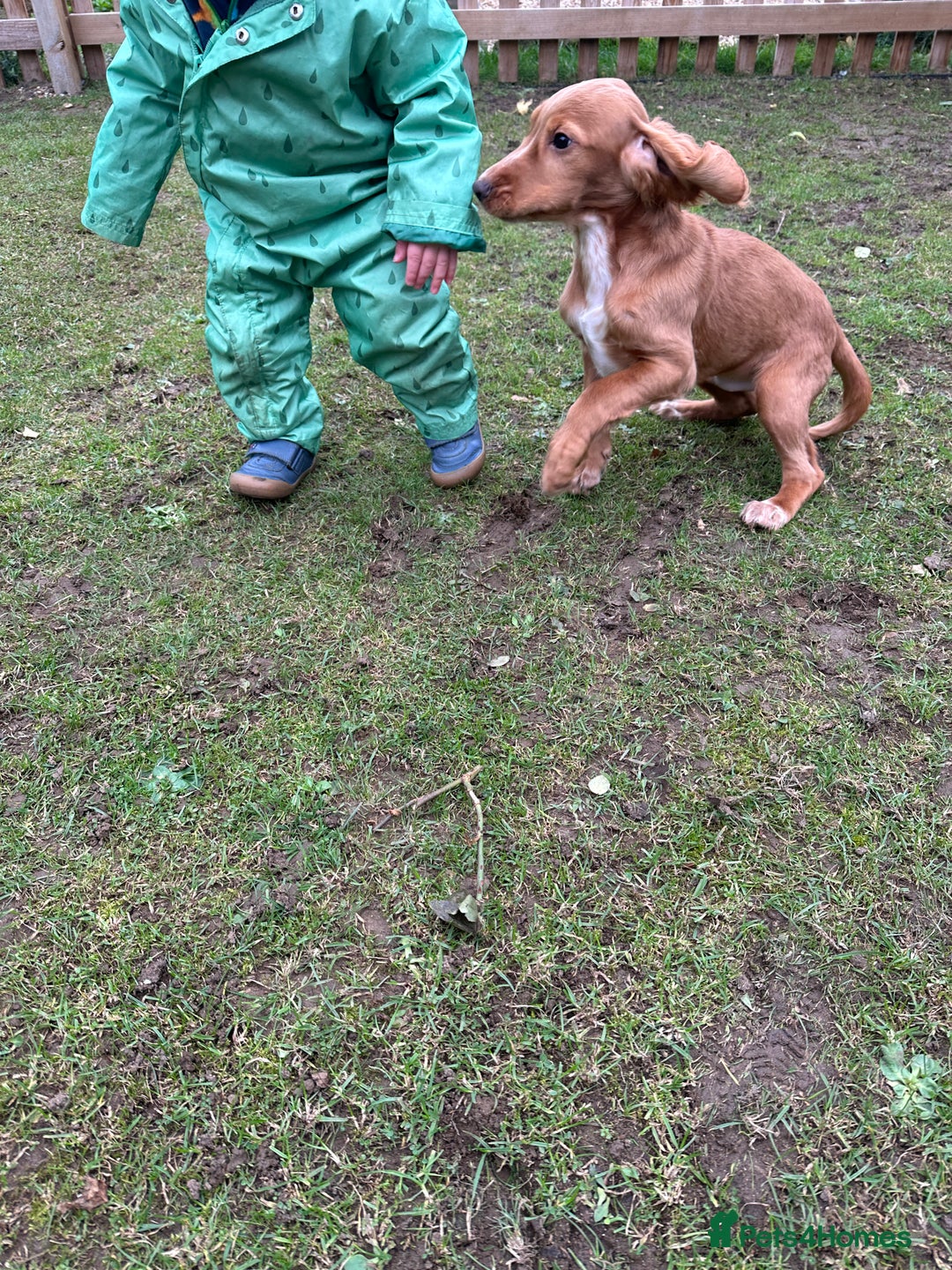 Cocker Spaniel dogs for sale: Working cocker spaniels puppies  - Image 27