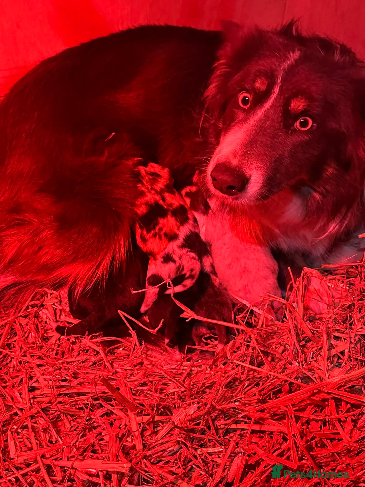 Border Collie dogs Stunning border collie puppies  in Belper - Advert 1