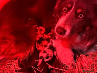 Border Collie dogs Stunning border collie puppies in Belper - Advert 1