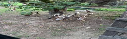 Ducks poultry for sale: Appleyard x runner ducklings for sale in Wimborne - Advert 4