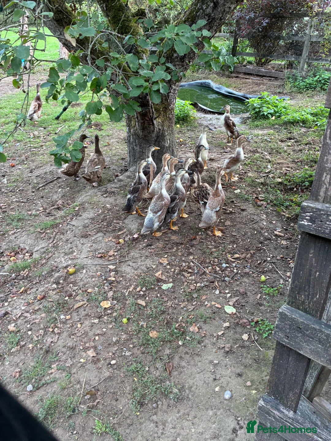 Ducks poultry for sale: Appleyard x runner ducklings for sale in Wimborne - Advert 4