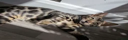 Bengal cats for sale: Male Bengal kitten TICA registered silver  - Advert 2