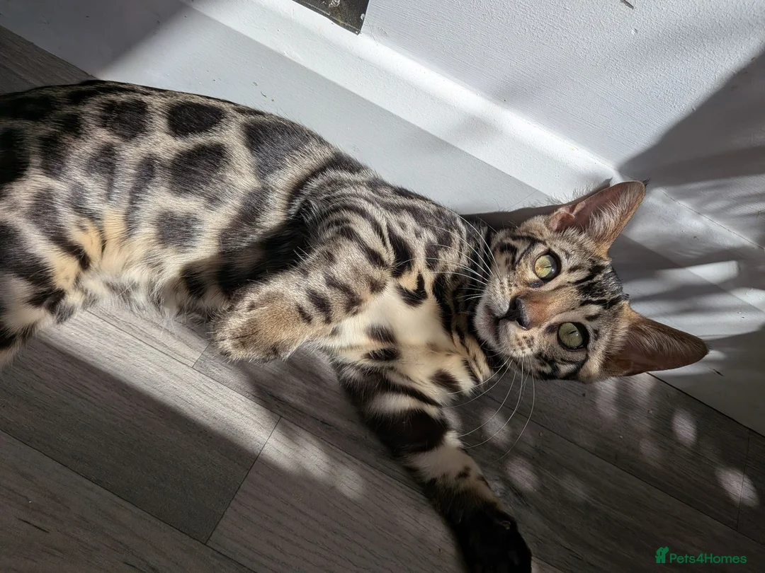Bengal cats for sale: Male Bengal kitten TICA registered silver  - Advert 2