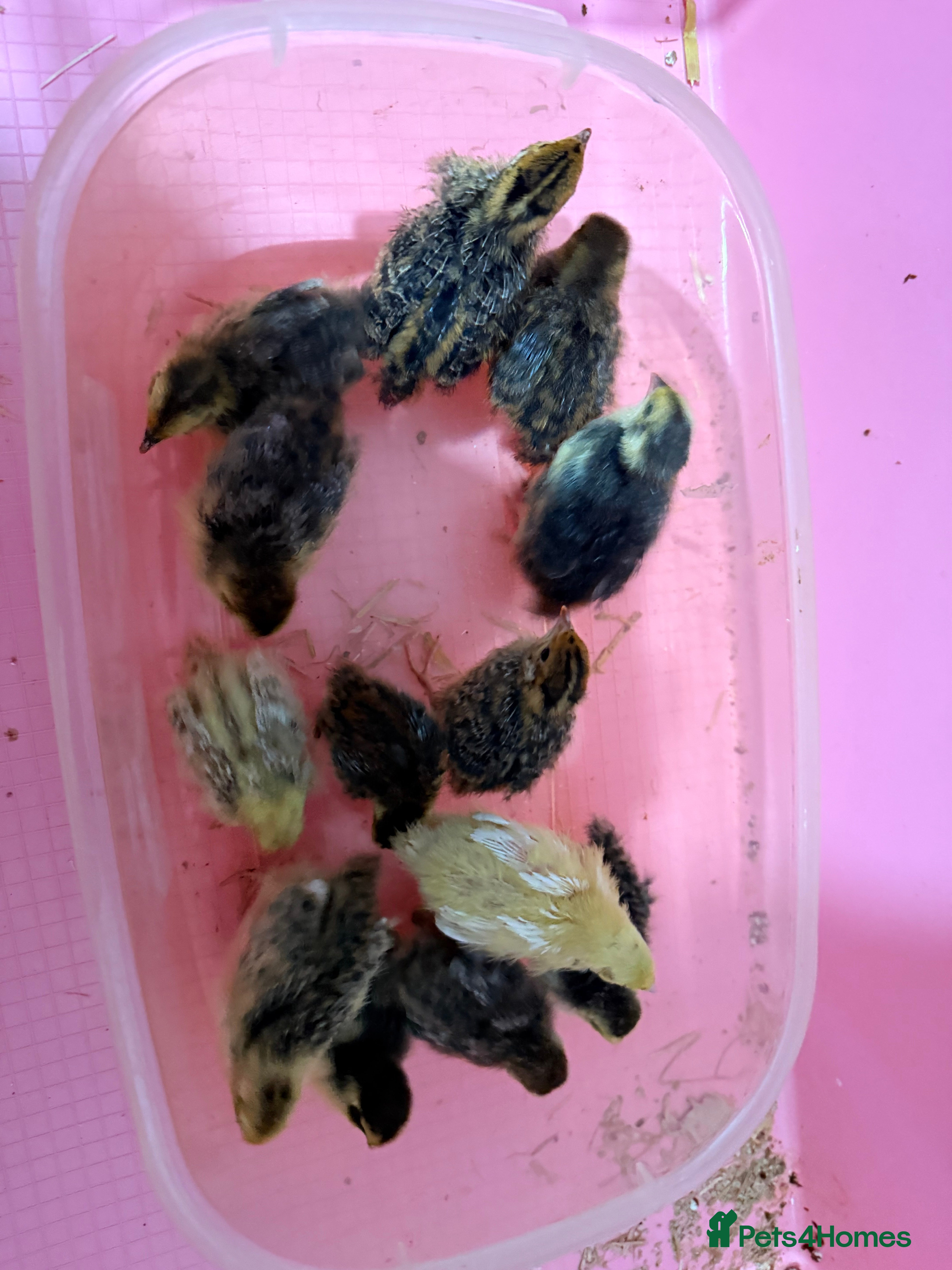 Quail poultry Coturnix Quail Chicks - Advert 1