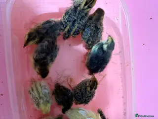 Quail poultry Coturnix Quail Chicks - Advert 5