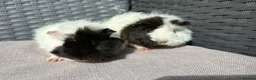 Guinea Pig rodents for sale: Sows  - Advert 6