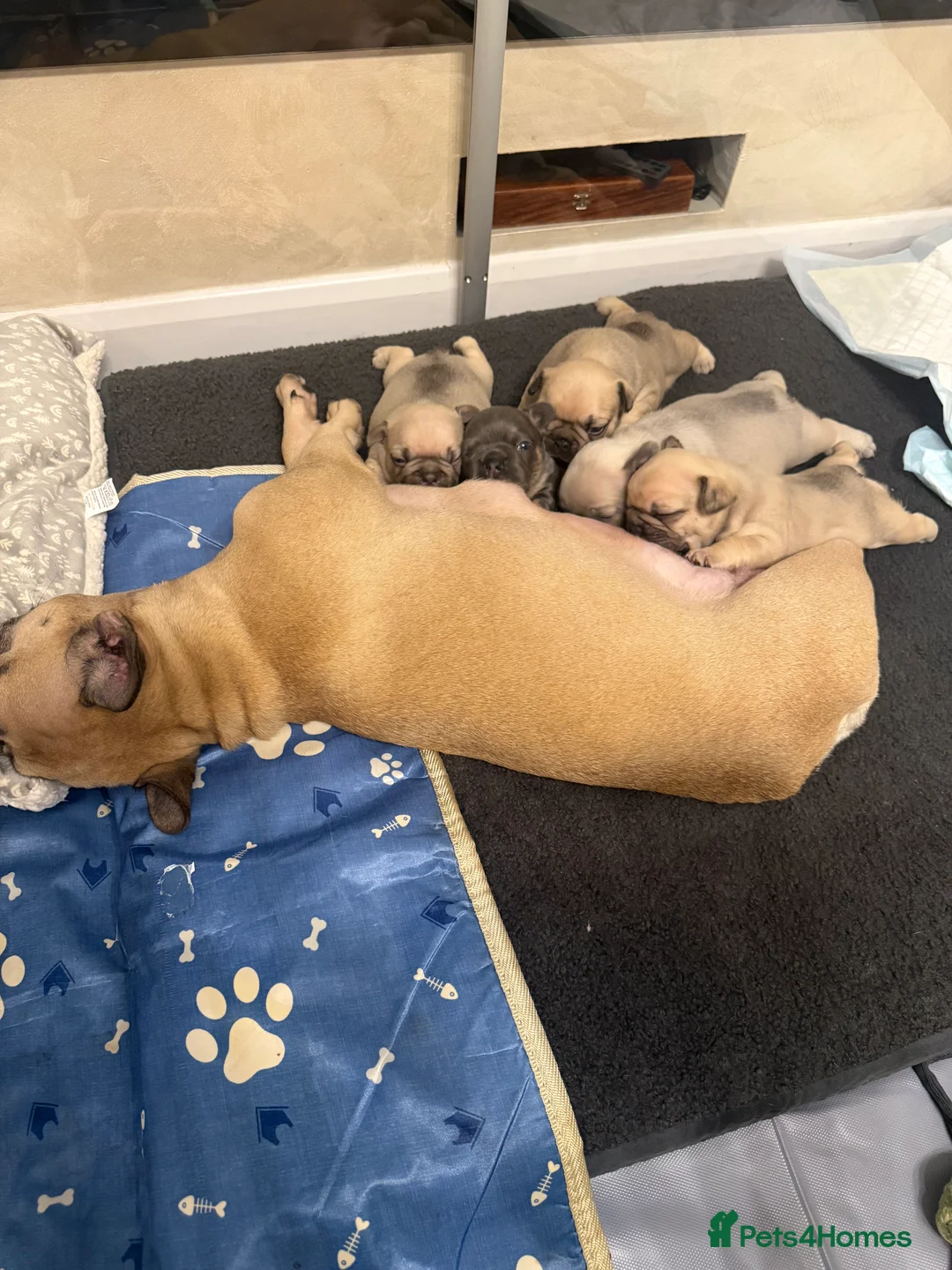 French Bulldog dogs for sale: Elegant Litter of Six KC Registered French Bulldog - Advert 10