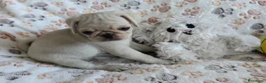 Pug 2 Snowy