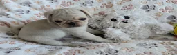 Pug dogs for sale:  2 PUG PUPPIES remain! K. C. registered - Advert 18
