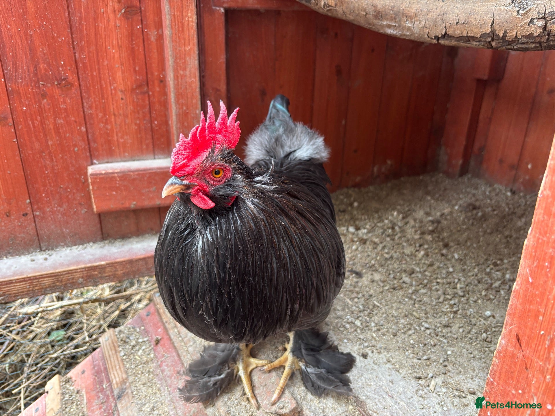 Chickens poultry 4 Cockerel for rehoming  - Advert 9