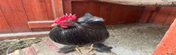 Chickens poultry for sale: 4 Cockerel for rehoming  - Advert 1