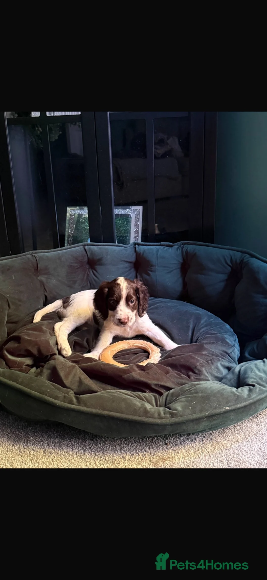 Cocker Spaniel dogs for sale: 3 beautiful cocker spaniel puppy's 🏠 - Advert 2