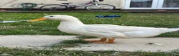 Ducks poultry for sale: 3 Cherry Valley Ducks - Advert 10