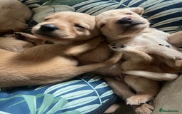 Cockerdor dogs for sale: Fox Red & Golden Labrador cross Cockerdor Puppies  - Image 4