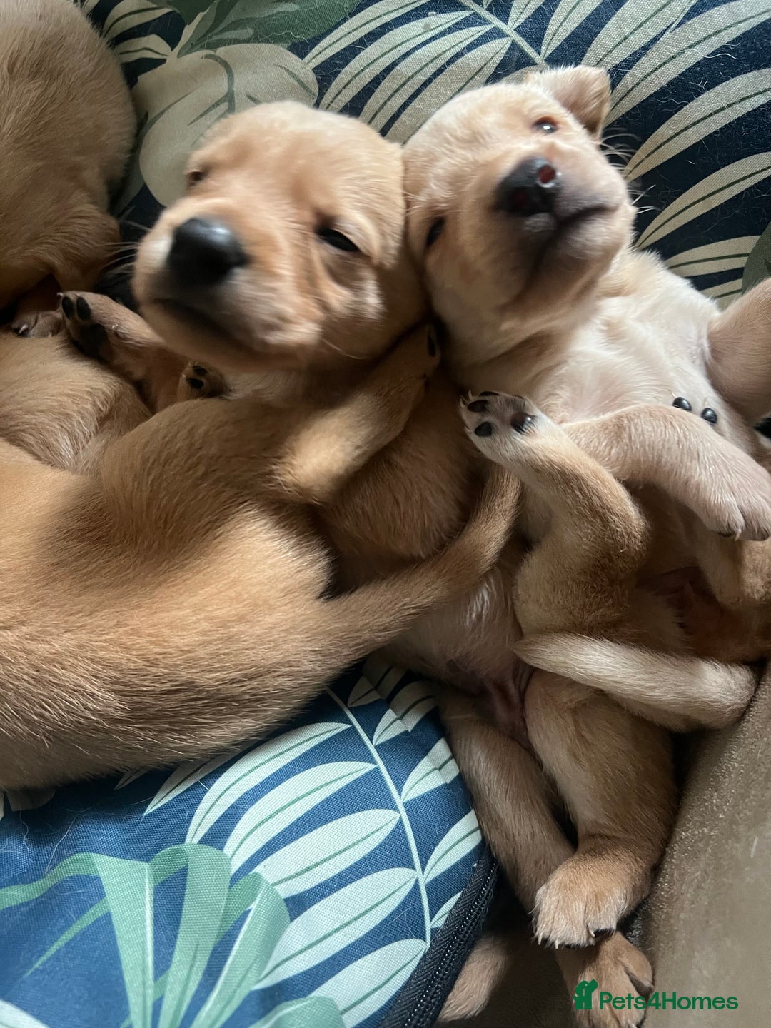 Cockerdor dogs for sale: Fox Red & Golden Labrador cross Cockerdor Puppies  - Image 4