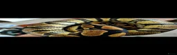 Python Snake reptiles for sale: Royal Python  - Advert 5