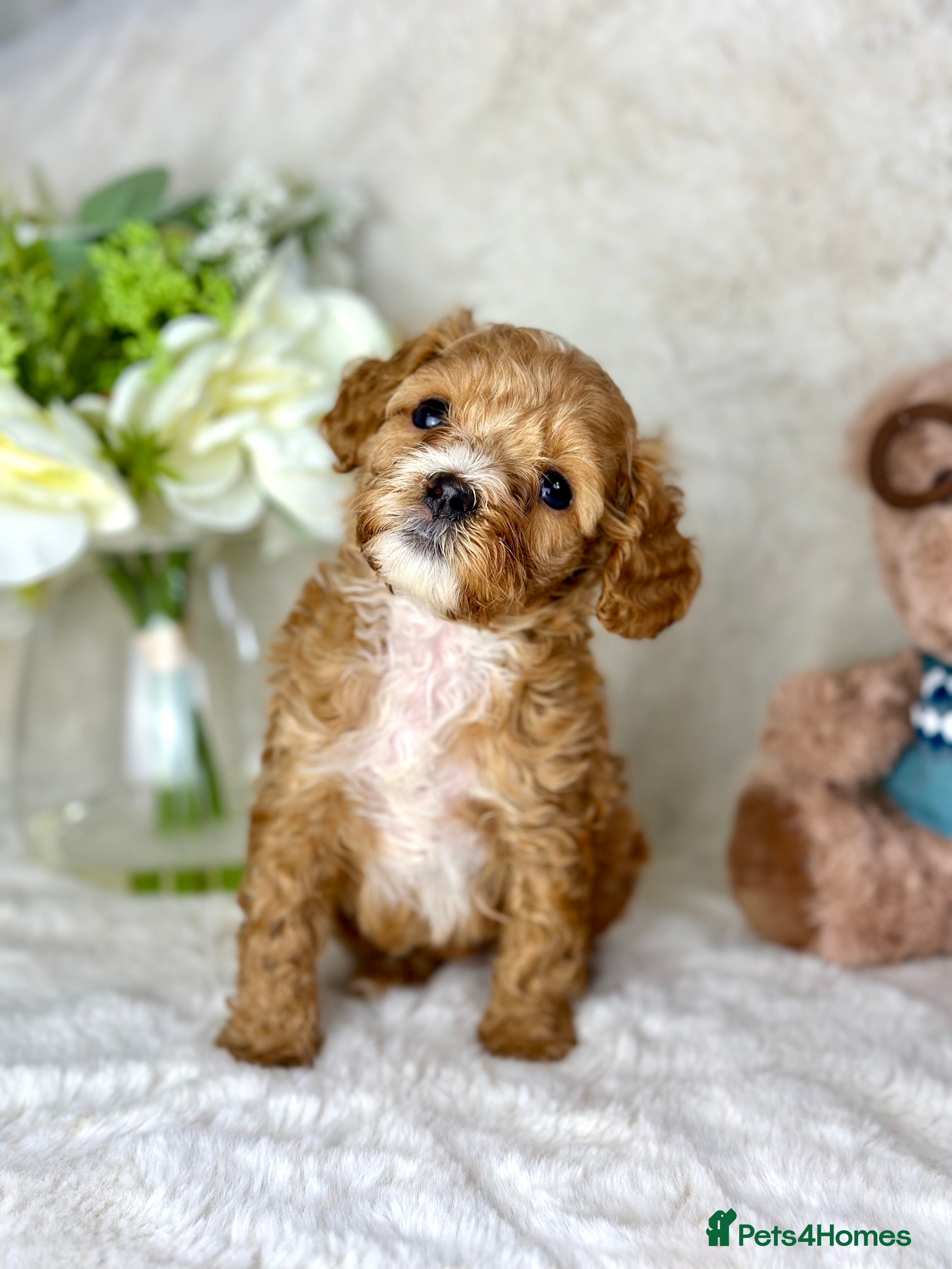 Cavapoo dogs F1 Red Cavapoo teddy bear🐻🌸 girl available🐶💖🌸 - Advert 5