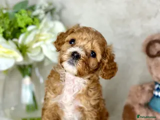Cavapoo dogs F1 Red Cavapoo teddy bear🐻🌸 girl available🐶💖🌸 - Advert 5