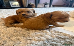 Maltipoo dogs for sale: Real life teddy bear f1 Maltipoos ❤️💥 - Image 36
