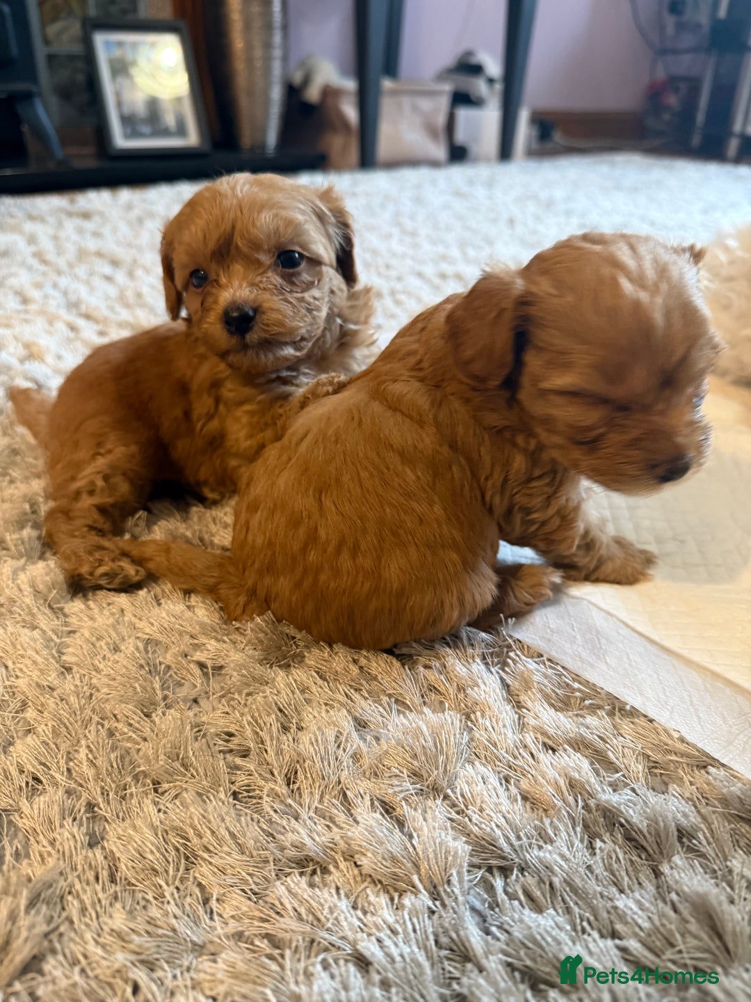 Maltipoo dogs for sale: Real life teddy bear f1 Maltipoos ❤️💥 - Image 36