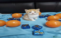 Scottish Fold cats for sale: Bundle of 11 Scottish fold Straight Ears Kittens - Image 10