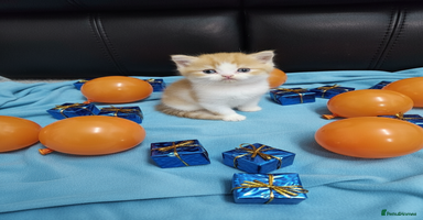 Scottish Fold cats - Advert 15