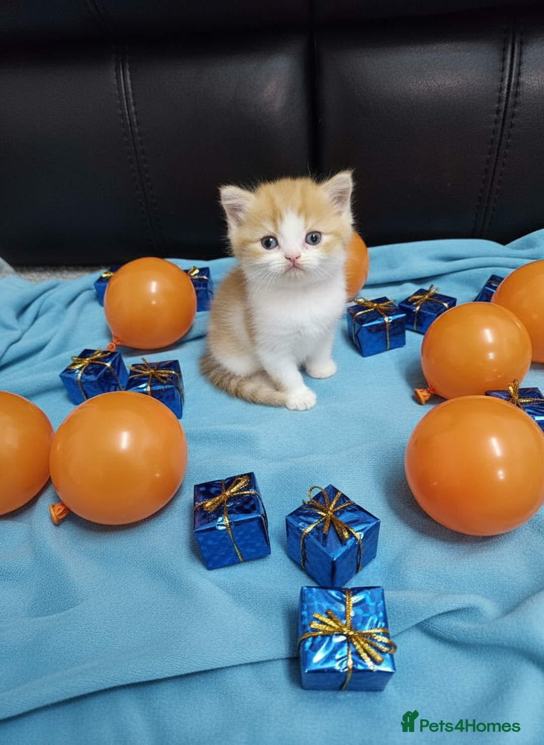 Scottish Fold cats for sale: Bundle of 11 Scottish fold Straight Ears Kittens - Image 10