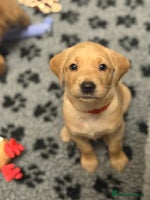 Labrador Retriever dogs Beautiful KC Registered Labrador Puppies - Advert 2