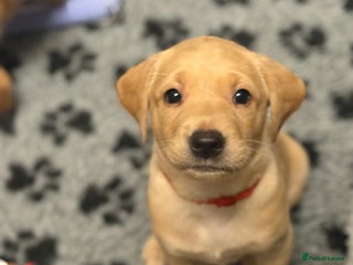 Labrador Retriever dogs Beautiful KC Registered Labrador Puppies - Advert 1