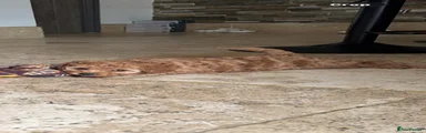 Cavapoo 1