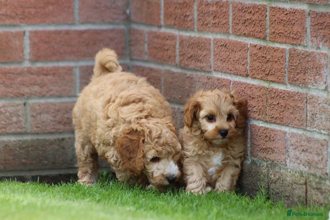 Cockapoo dogs for sale: Beautiful F1 Cockapoo puppies for sale - Image 20