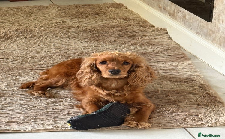 Cockapoo dogs - Advert 3