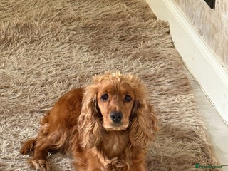 Cockapoo dogs Beautiful f1 cockapoo puppies 4 boys and 4 girls - Advert 5