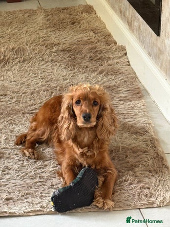 Cockapoo dogs - Advert 7