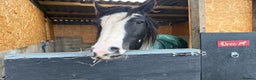 Irish Cob horses for sale: Stunning Piebald Cob Gelding 15hh/ recently backed - Advert 6