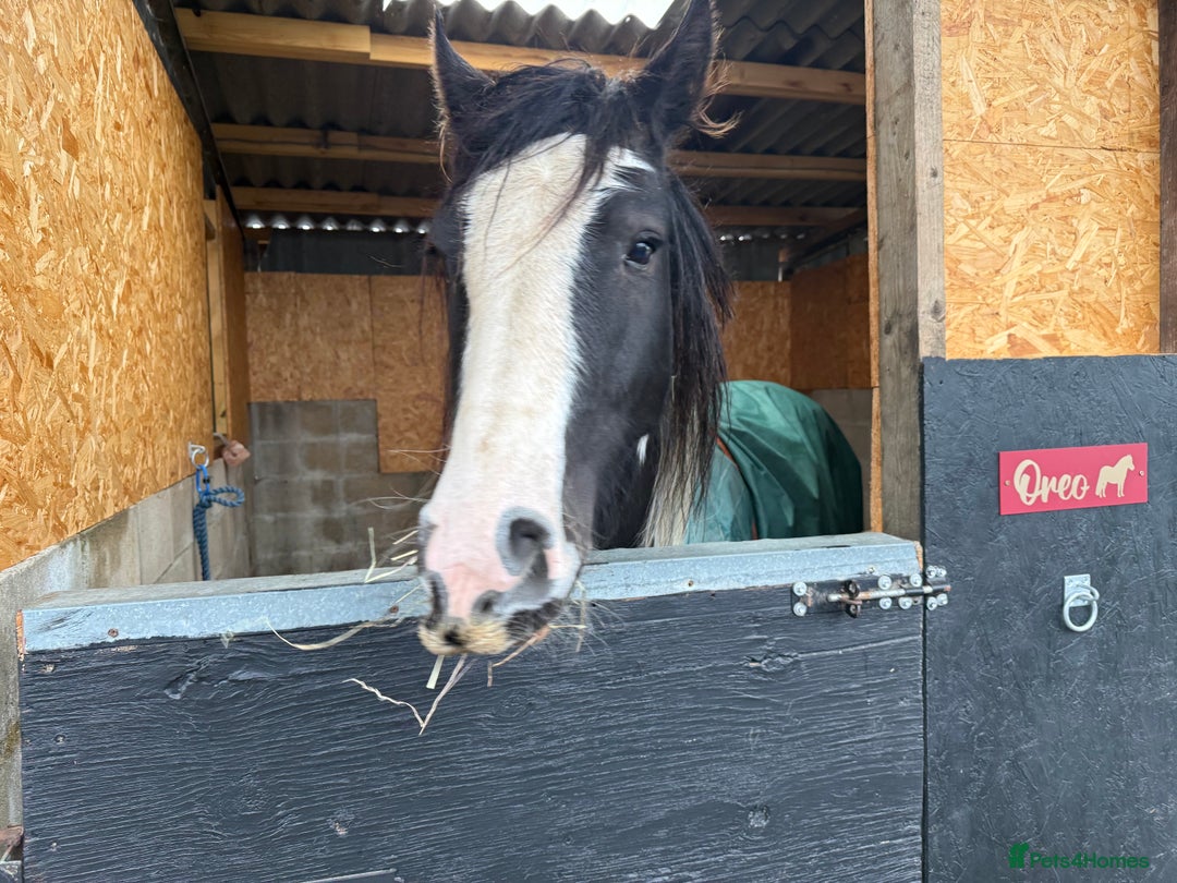 Irish Cob horses for sale: Stunning Piebald Cob Gelding 15hh/ recently backed - Advert 6