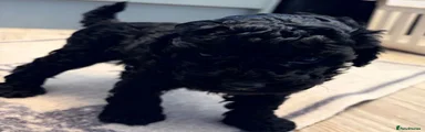 Miniature Poodle 1
