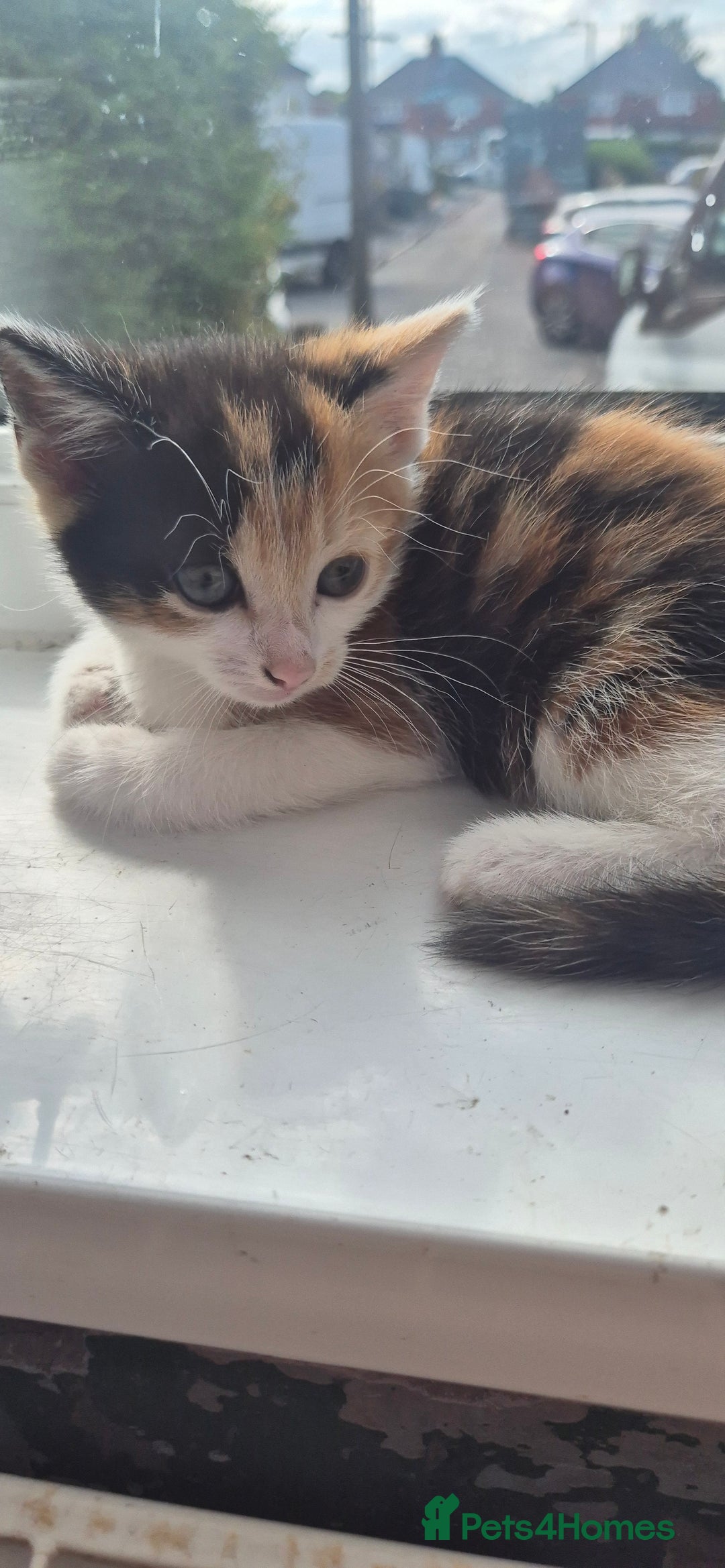 Mixed Breed cats for sale: Kittens  - Image 15
