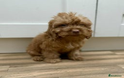Cockapoo dogs for sale: Rehomed biscuits looking for 5*home - Image 14