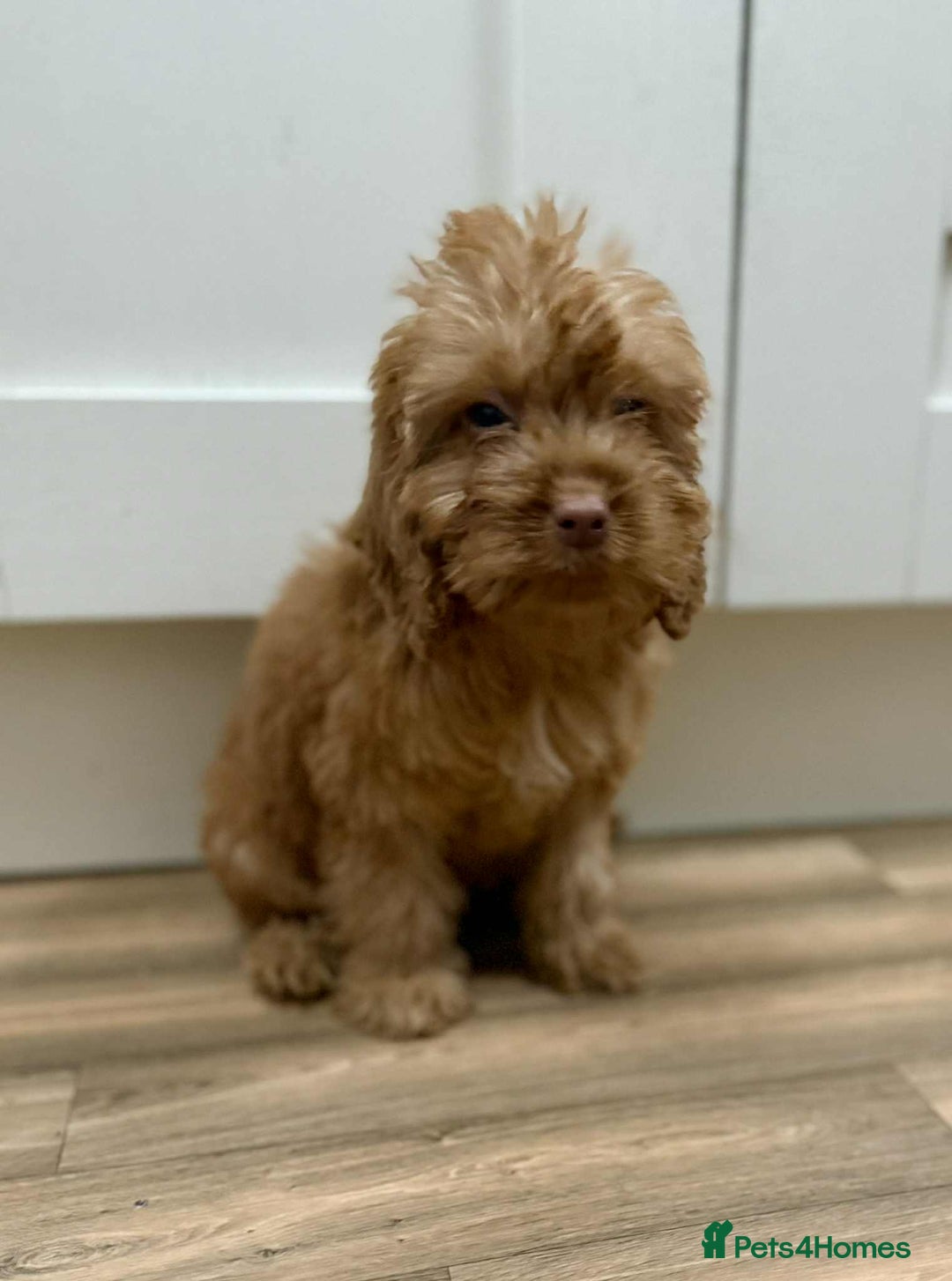 Cockapoo dogs for sale: Rehomed biscuits looking for 5*home - Image 14