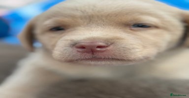 Labrador Retriever dogs - Advert 13