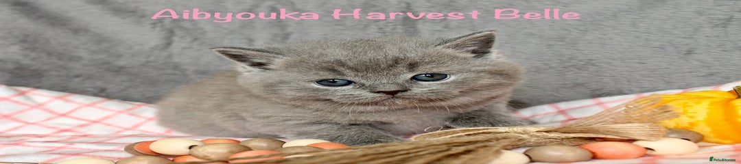British Shorthair Kitten 4