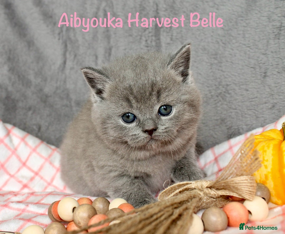 British Shorthair cats for sale: Gccf blue British shorthairs *ready November* - Image 23