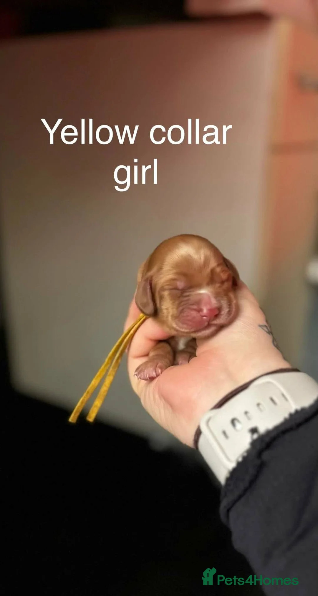 Cocker Spaniel dogs for sale: Stunning dark fox red and golden cockers - Advert 13