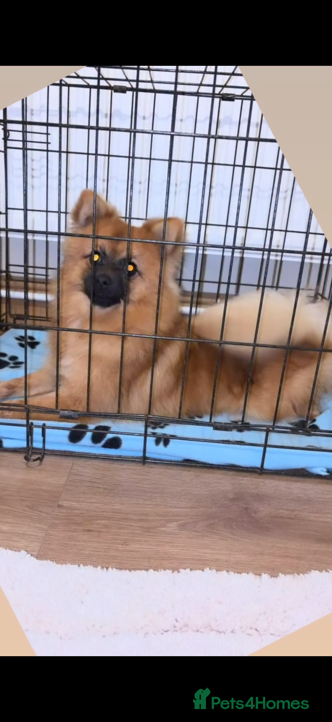 Pomeranian dogs for sale: Female Pomeranian  - Advert 2