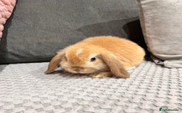 Mini Lop rabbits for sale: Beautiful mini lop rabbits for sale - Image 27