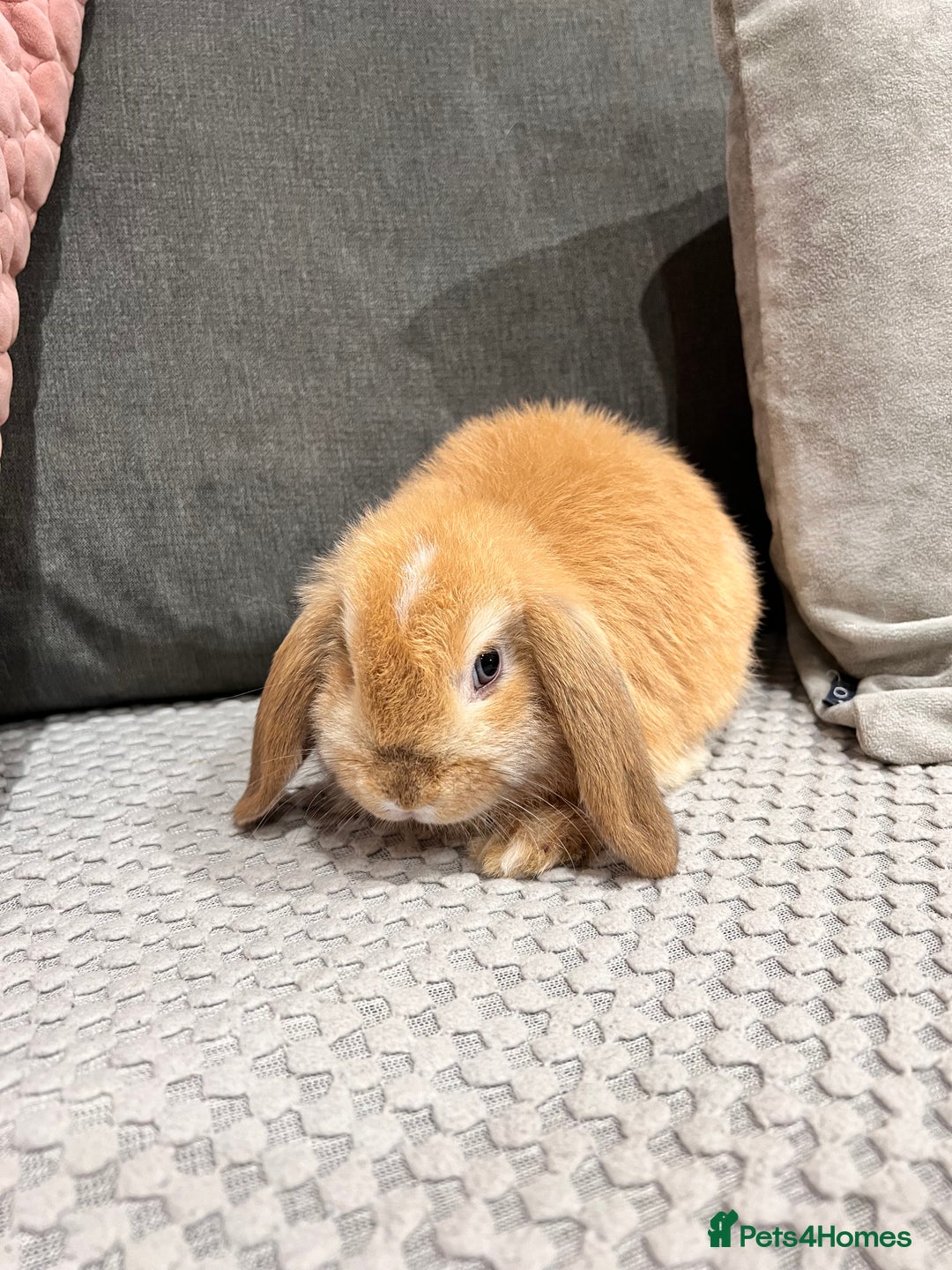 Mini Lop rabbits for sale: Beautiful mini lop rabbits for sale - Image 27