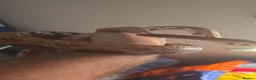 Corn Snake reptiles for sale: 2 common corn snakes - Advert 3